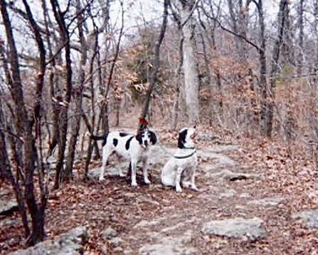 Oct 25 Strider dogs from 01