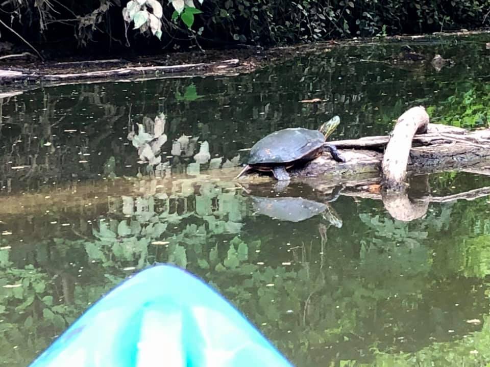 CITO simpson lake turtle