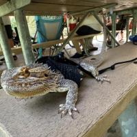 ABG5E Summer Picnic (6)